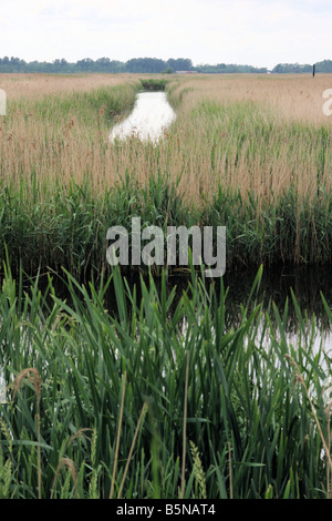 View of reedbed at Lakenheath Fen Stock Photo