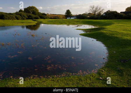 Temporary Pond rare and endangered habitat home for fairy shrimps and tadpole shrimp at Godshill New Forest autumn Hants Stock Photo