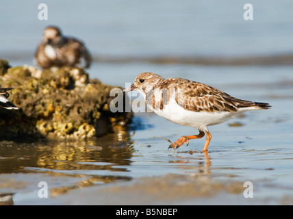 The ruddy turnstone, Arenaria interpres, is a small wading highly migratory bird. Stock Photo