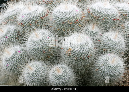 Cactus, Mammillaria geminispina From Mexico Stock Photo