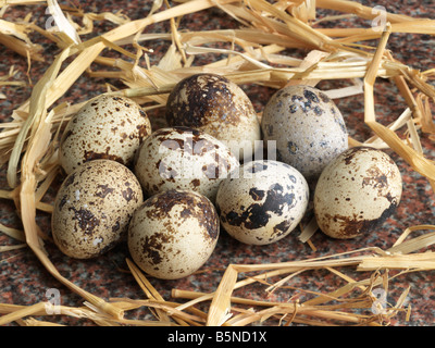 Quail Eggs in a straw nest Stock Photo