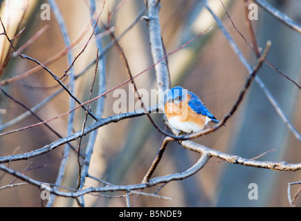 The Eastern Bluebird Sialia sialis is a medium sized thrush found in open woodlands farmlands and orchards. Stock Photo