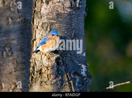 The Eastern Bluebird Sialia sialis is a medium sized thrush found in open woodlands farmlands and orchards. Stock Photo