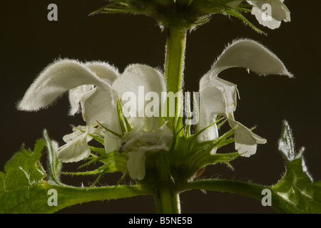 Flowers of White Dead nettle Lamium album Dorset Stock Photo