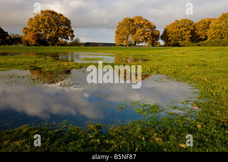 Temporary Pond rare and endangered habitat home for fairy shrimps and tadpole shrimp at Godshill in the New Forest autumn Stock Photo