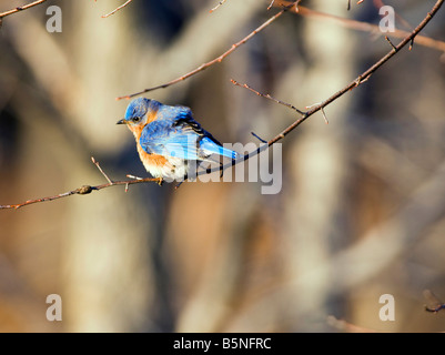 The Eastern Bluebird Sialia sialis is a medium sized thrush found in open woodlands farmlands and orchards. Stock Photo