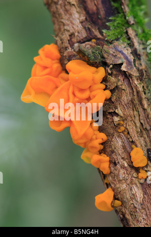 YELLOW BRAIN FUNGUS Tremella mesenterica ON BROOM BRANCH Stock Photo