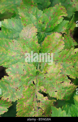 PARSNIP LEAF SPOT RAMULARIA PASTINACAE ON PARSNIP Stock Photo - Alamy