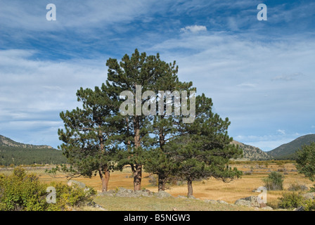 A stand of ponderosa pines against a blue sky in Rocky Mountain National Park, Colorado Stock Photo