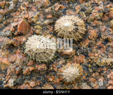 Close up view of limpet shells on rocks on a beach Stock Photo