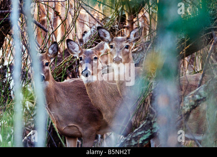 White tailed deer, Odocoileus virginianus, in the woods, on the shore of the Chesapeake Bay, Annapolis, Maryland. Stock Photo