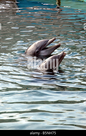 Close-up of two captive dolphins belonging to the Dolphin Quest, Bermuda Maritime Museum, Royal Naval Dockyard, Bermuda Stock Photo