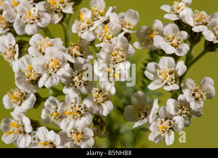 Close-up of flowers of Yarrow Achillea millefolium Dorset Stock Photo