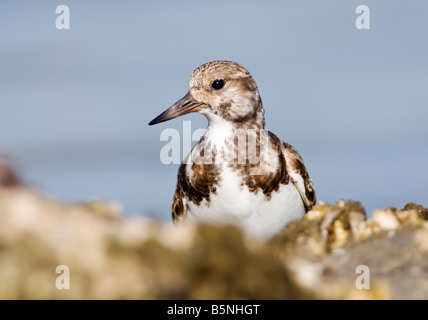 The ruddy turnstone, Arenaria interpres, is a small wading highly migratory bird. Stock Photo