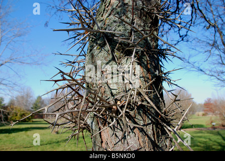 Trunk detail of a thorned honeylocust tree Gleditsia triacanthos Stock Photo