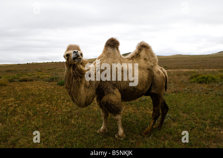 A cute Bactrian camel in the vast Central Asian grasslands. Stock Photo