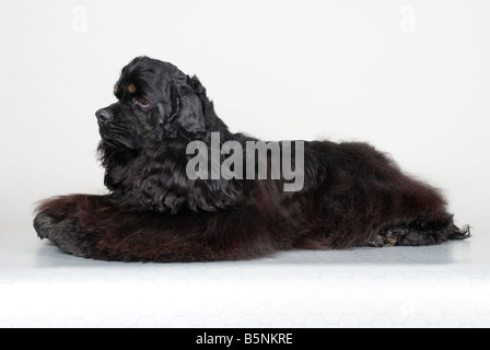 American Cocker Spaniel Stock Photo