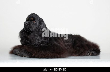 American Cocker Spaniel Stock Photo