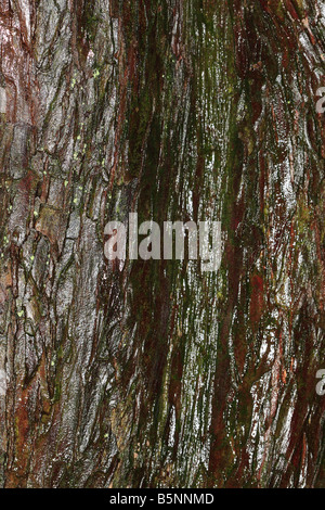 Common yew Taxus baccatta CLOSE UP OF BARK ON MATURE TREE Stock Photo