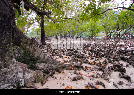 mangrove swamp (Ceriops tagal species) at mu ko surin islands national ...