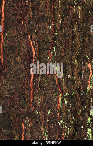 macedonian pine Pinus peuce CLOSE UP OF BARK ON MATURE TREE Stock Photo