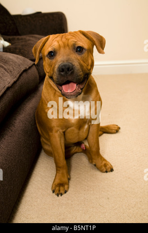 A male Staffordshire Bull Terrier puppy Stock Photo