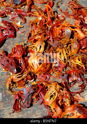 Mace and Nutmeg drying Stock Photo - Alamy
