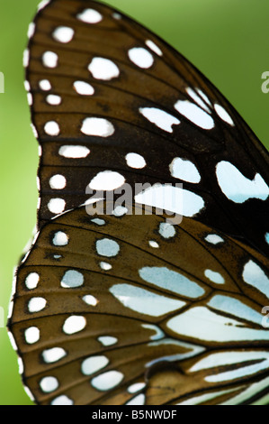 Tirumala limniace. Blue Tiger butterfly wing pattern. India Stock Photo