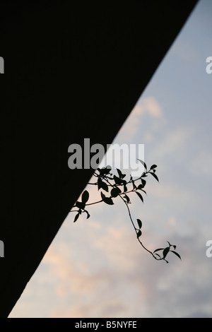 hanging growing plant on roof balcony against city skyline Stock Photo