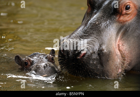 Hippopotamus and baby,“Hippopotamus Hippopotamus amphibius” Stock Photo