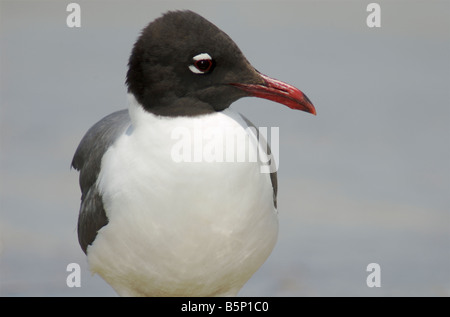 Laughing gull breeding adult Larus atricilla Stock Photo