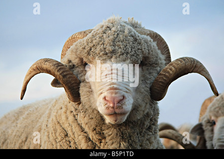 Close-up sheep Sheep looking at the camera Stock Photo