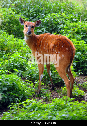 Sitatunga “Tragelaphus spekii” Stock Photo