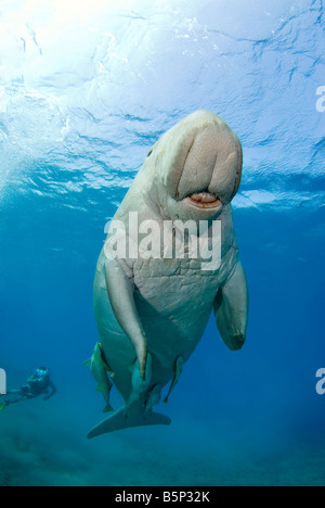 Dugong Sea Cow swimming up to the surface to breathe Gnathanodon Speciosus scuba diver Egypt Red Sea Indian Ocean Stock Photo