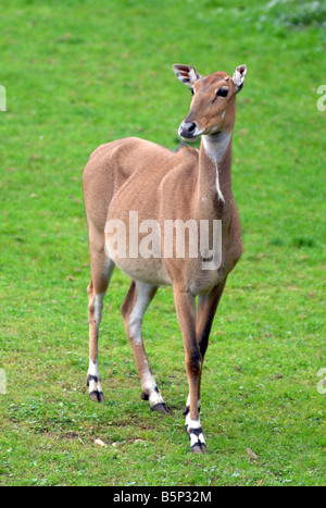 Female 'Indian antelope', Nilgai 'Boselaphus tragocamelus' Stock Photo