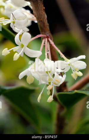 OSMANTHUS HETEROPHYLLUS PURPUREUS FLOWER CLOSE UP NOVEMBER Stock Photo