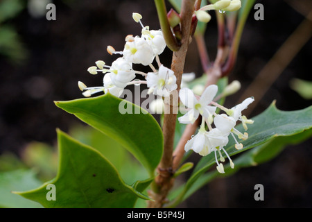 OSMANTHUS HETEROPHYLLUS PURPUREUS FLOWER CLOSE UP NOVEMBER Stock Photo