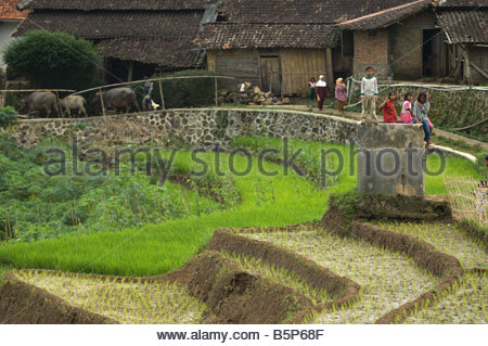  Rural village and Indonesian children playing in rice 