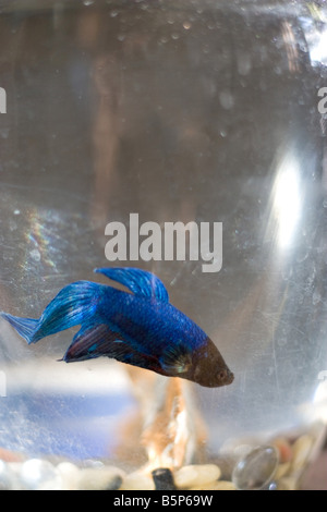 A macro shot of a pet betta fish Stock Photo