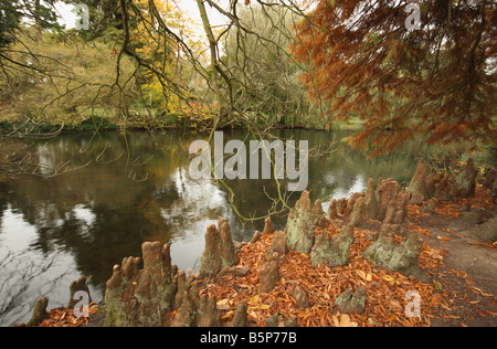 syon park london automn Stock Photo