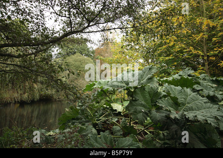 syon park london automn Stock Photo