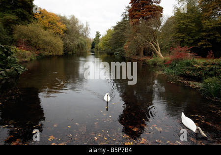 syon park london automn Stock Photo