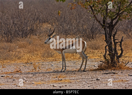 Springbok standing alongside a tree,Etosha Stock Photo