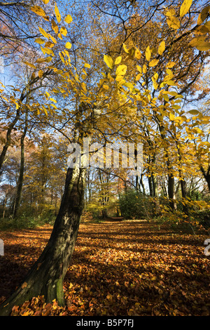 Shadow and light pattern in Chiltern beech wood in autumn colour with golden yellow leaved tree in foreground Stock Photo