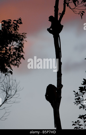 Silhouette of a couple of proboscis monkeys in a tree overlooking the sunset on Sekonyer river in Tanjung Puting NP, Borneo Stock Photo