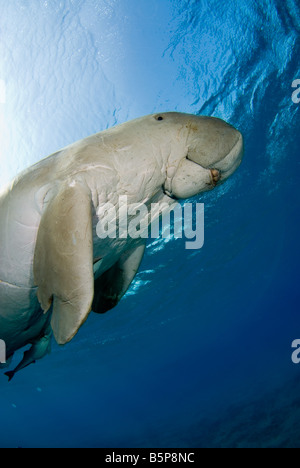 Dugong Sea Cow swimming up to the surface to breathe Gnathanodon Speciosus Egypt Red Sea Indian Ocean Stock Photo