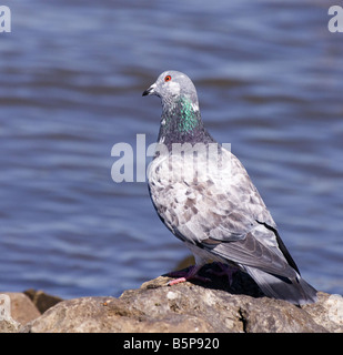 Rock Dove sitting on some rocks along the Mississippi River. Stock Photo