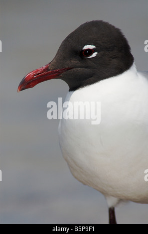 Laughing gull breeding adult Larus atricilla Stock Photo