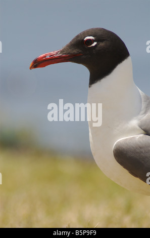 Laughing gull breeding adult Larus atricilla Stock Photo