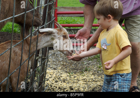 Two year old boy feeding corn to goats at Weatherbury Farm Pennsylvania USA . Stock Photo